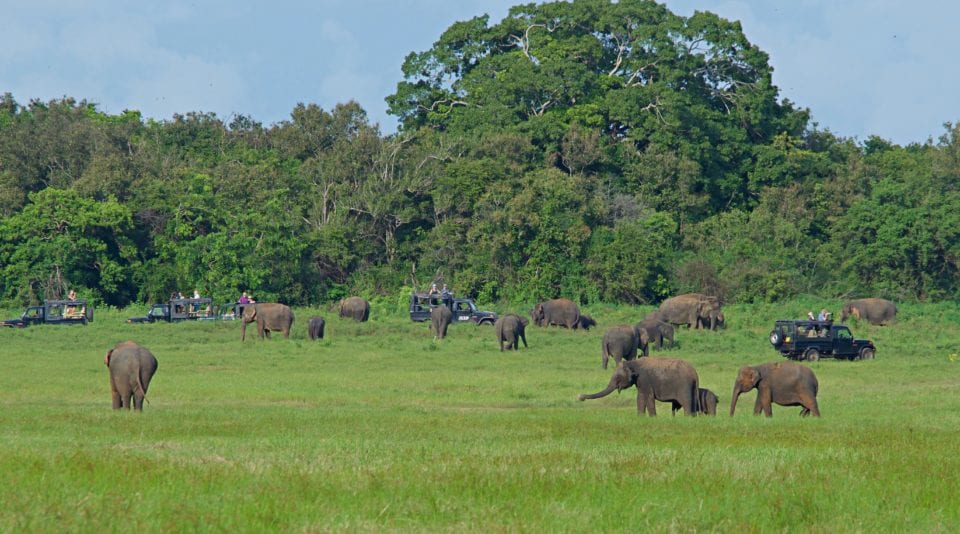 Elephant herd Kaudulla National Park