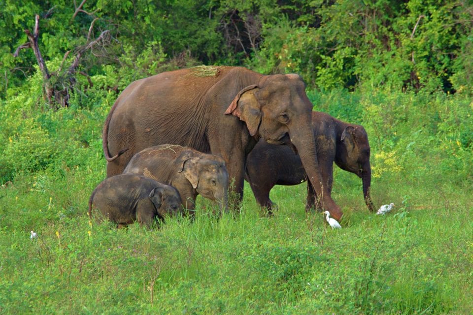 Elephants Family in Kaudulla National Park