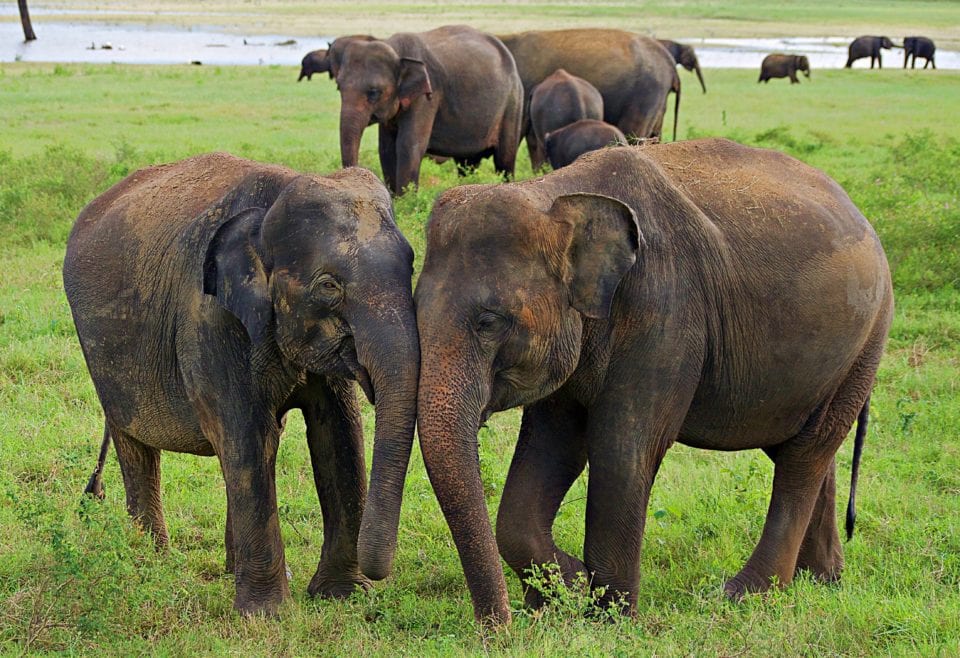 Elephants in love Kaudulla National Park