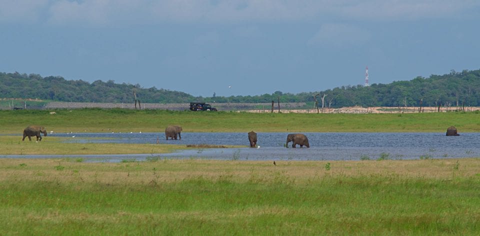 Elephants in the lake Kaudulla National Park