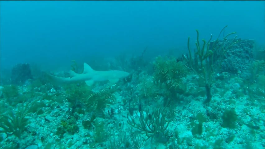 Shark sighting at the Grouper Bend dive site (still from PDC dive video)