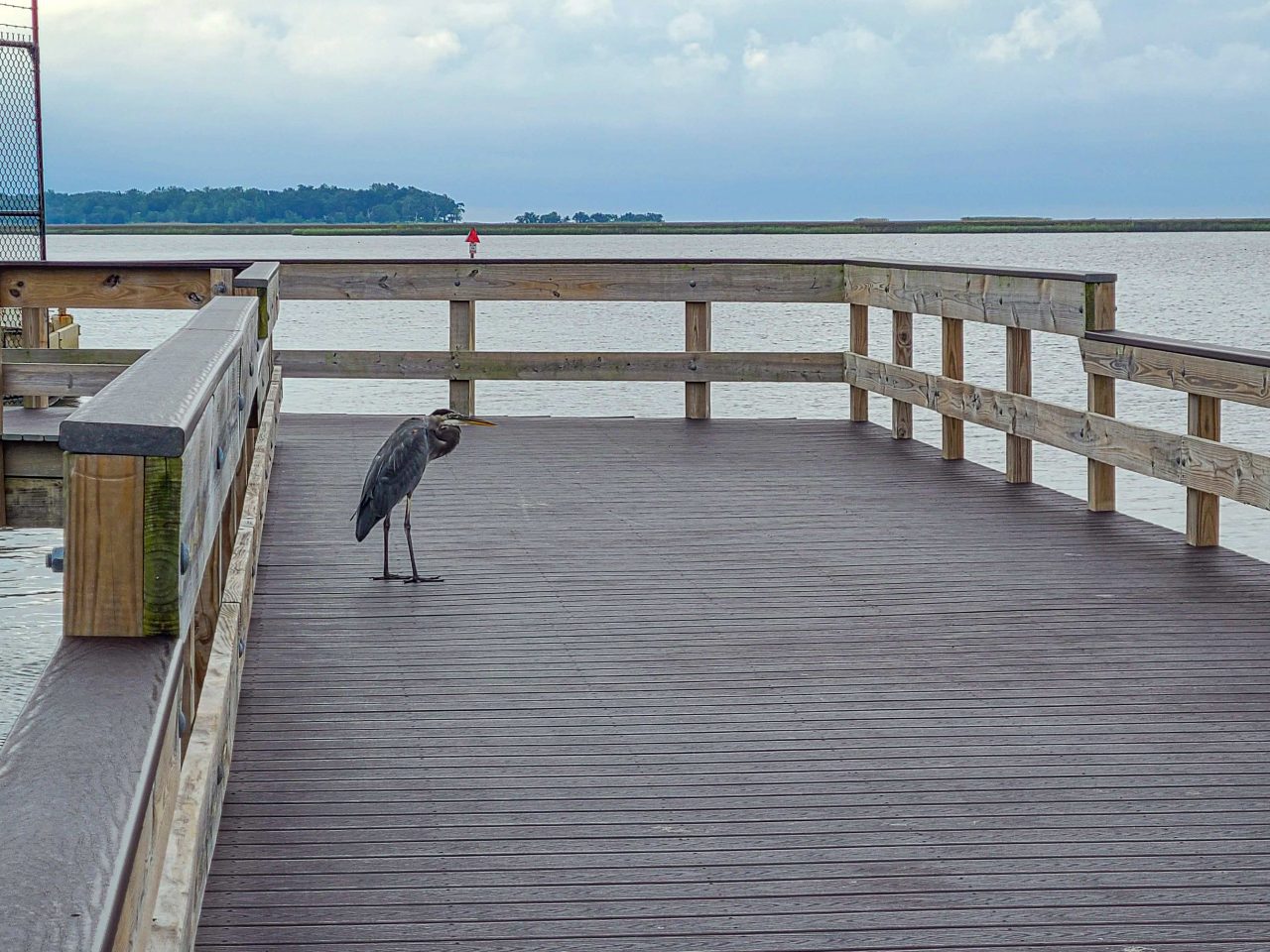 Gulf Islands National Seashore at Davis Bayou- Heron on dock