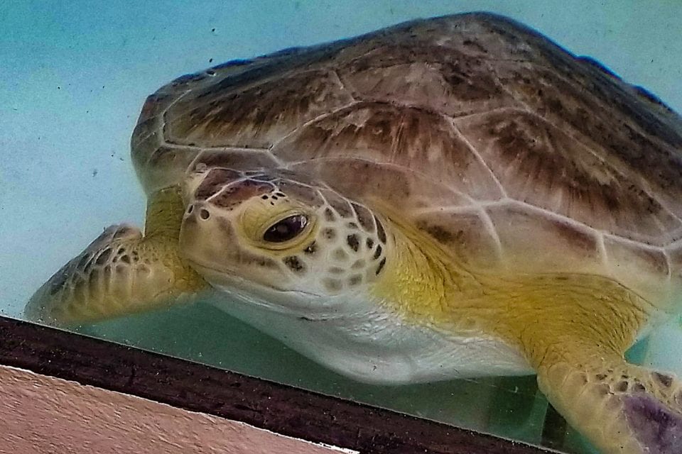 Gumbo Limbo turtle looking clean and happy