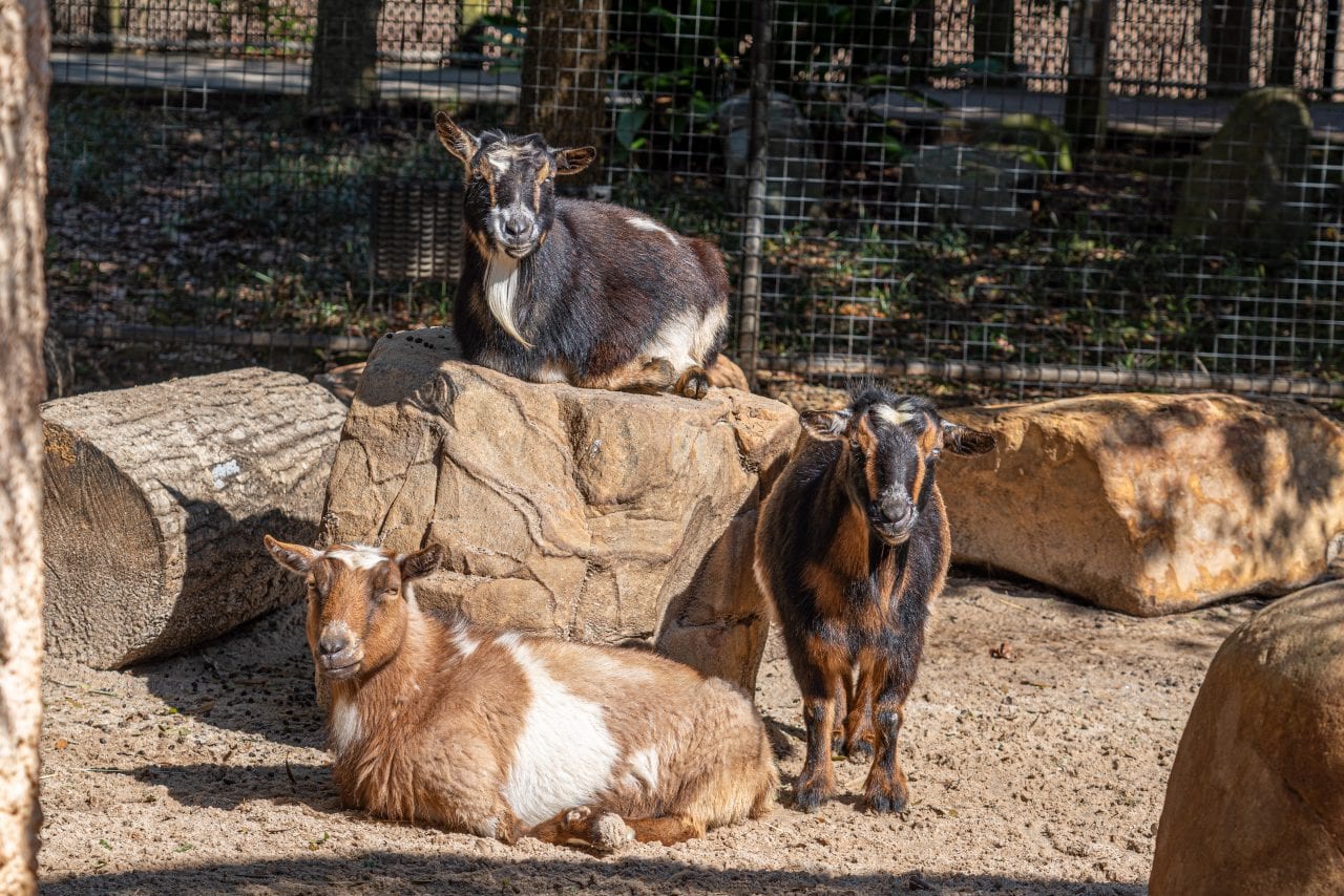 A trio of goats at the Hattiesburg Zoo