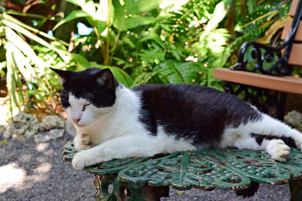 Hemingway House-Black and white cat*