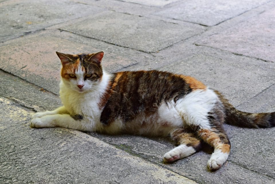 Hemingway House- Calico cat