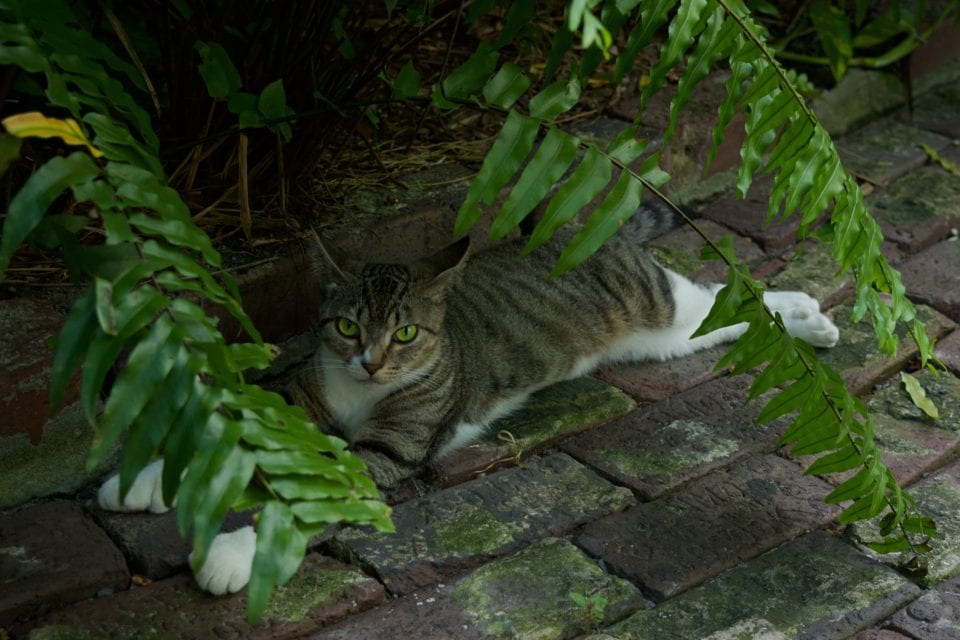 Hemingway House- Cat in shade