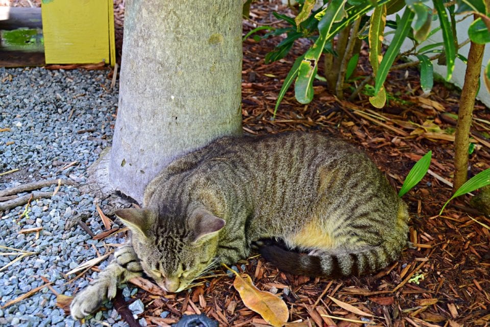 Hemingway House- Cat sleeping in garden 