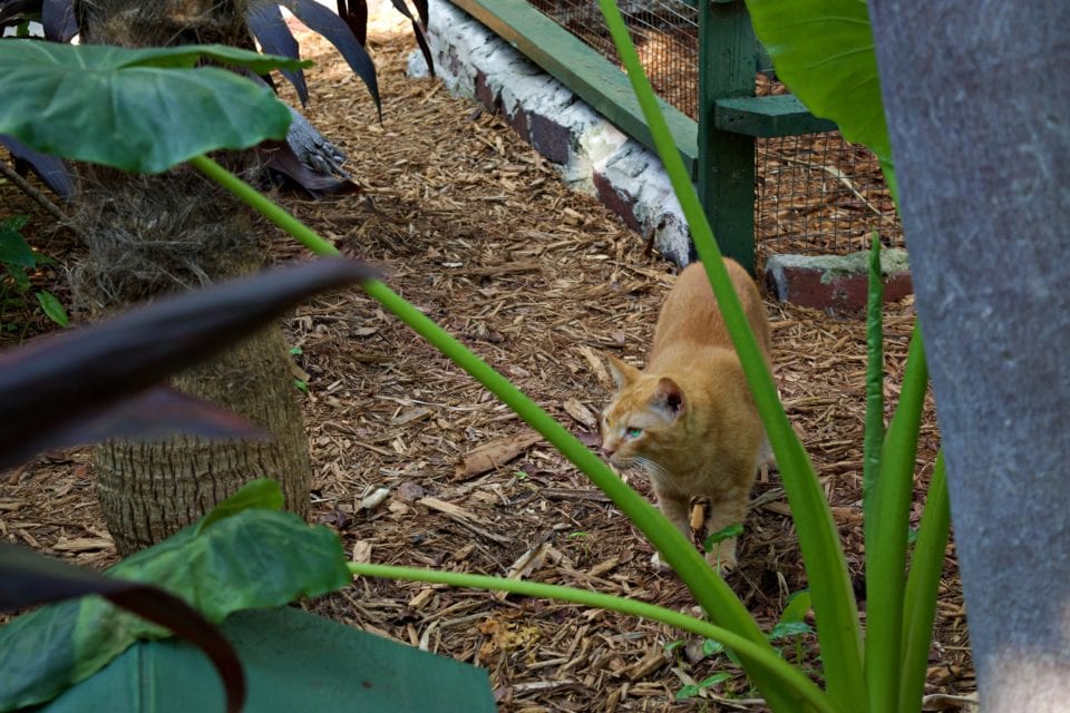 Hemingway House- Orange cat in the garden