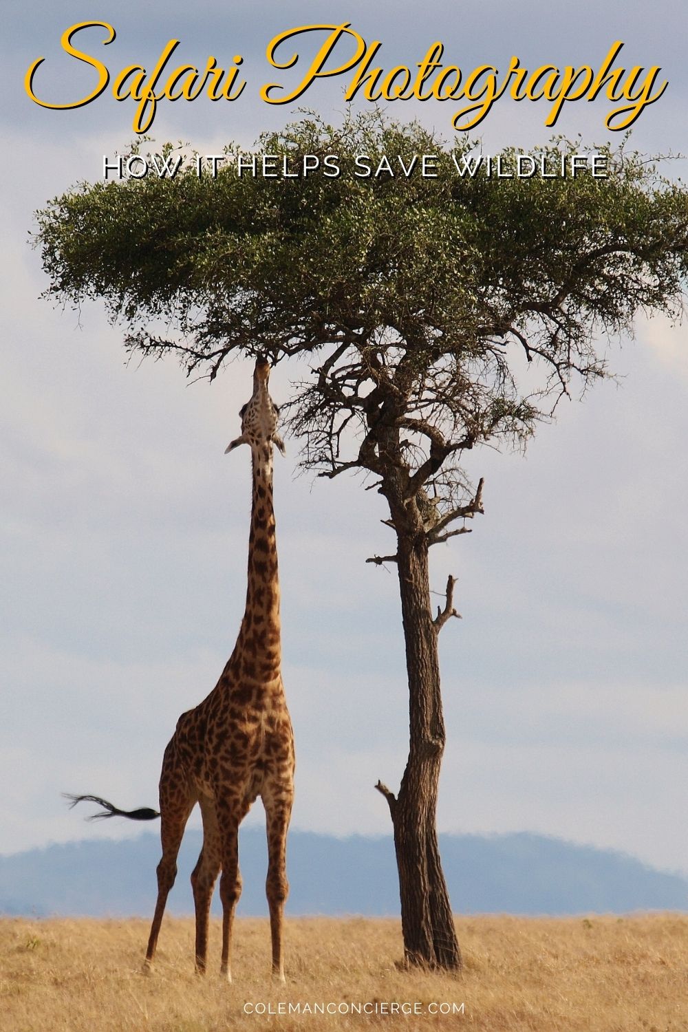 giraffe eating from a tree top