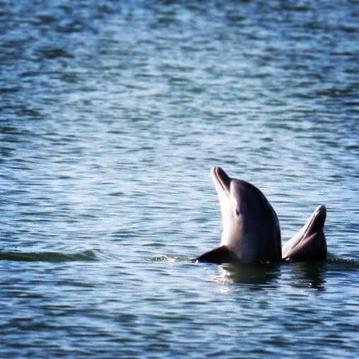 dolphins couple on Florida Gulf Coast (photo by Jennifer @sidewalksafari)