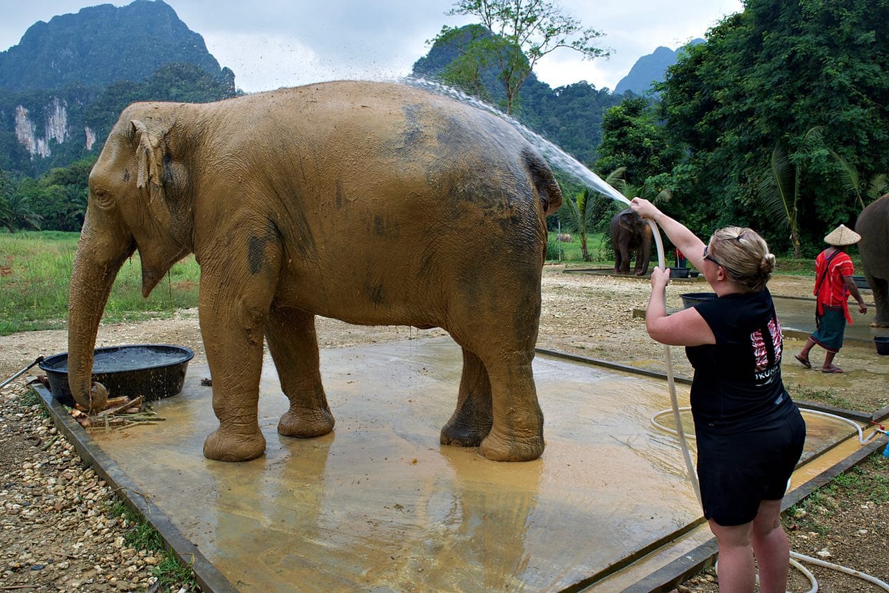 Jenn-Washing-Elephant