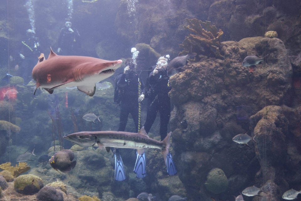 Jenn in Tank Florida Aquarium