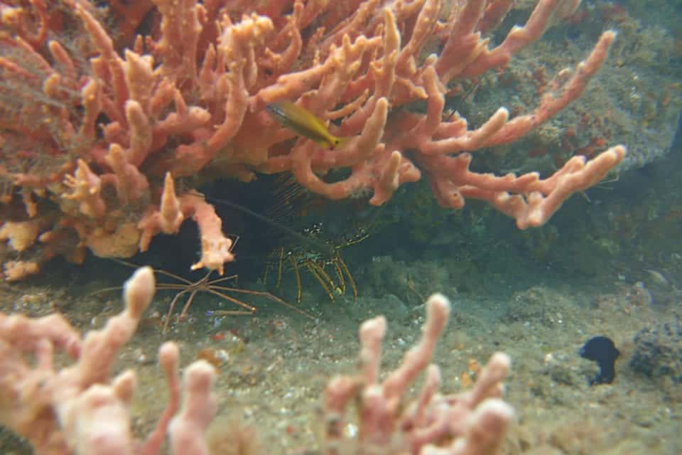 Juvenile lobster in coral @ Blue Heron Bridge