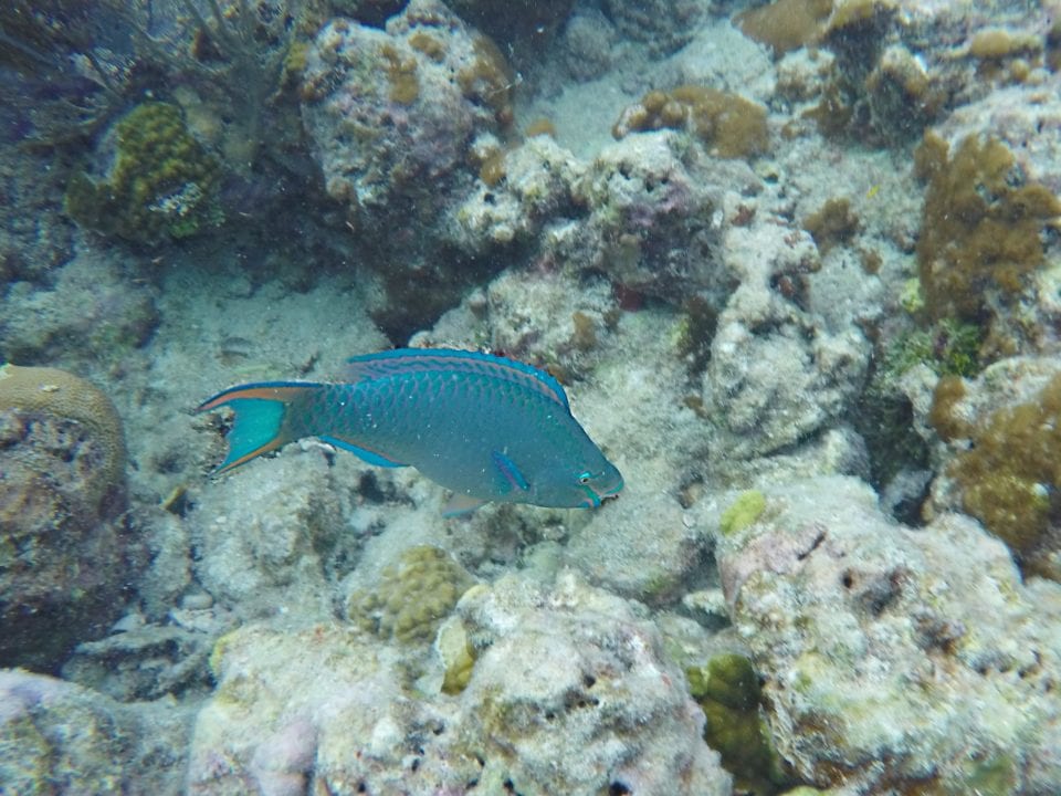 You see the most colorful fish snorkeling on coral reefs