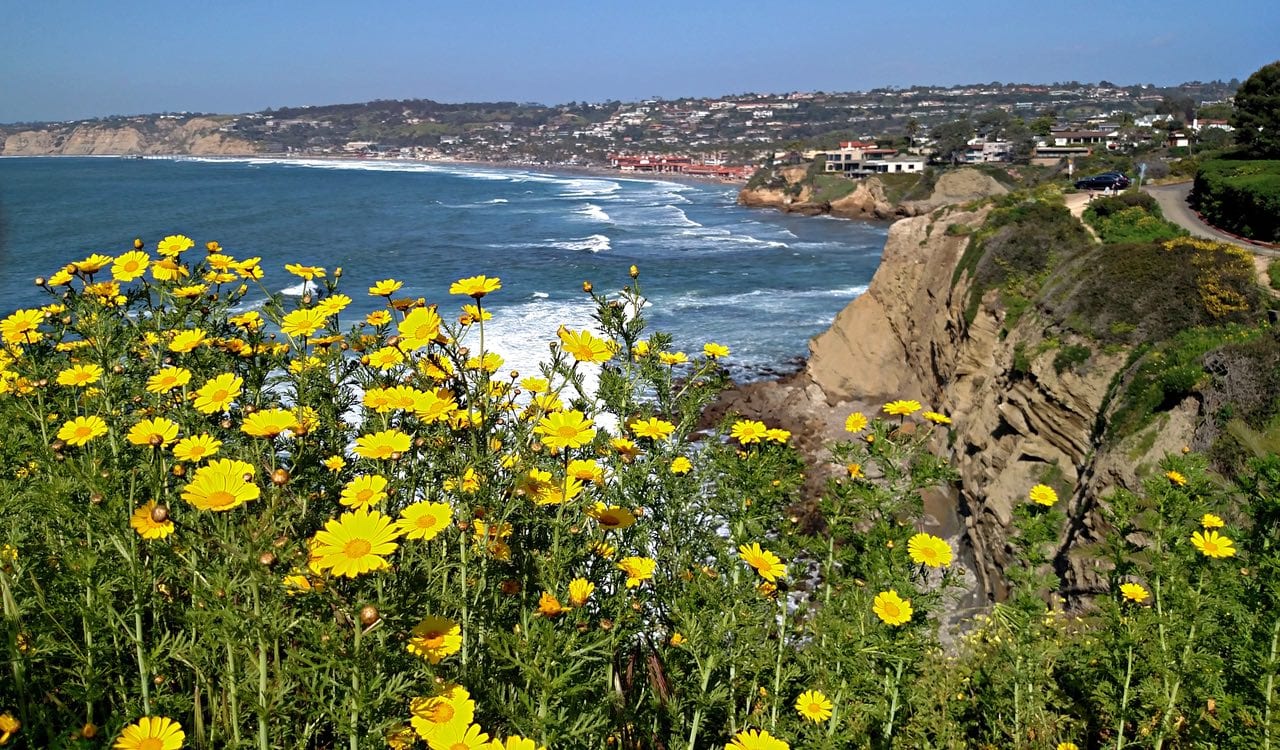 The bloom looking north to La Jolla Cove