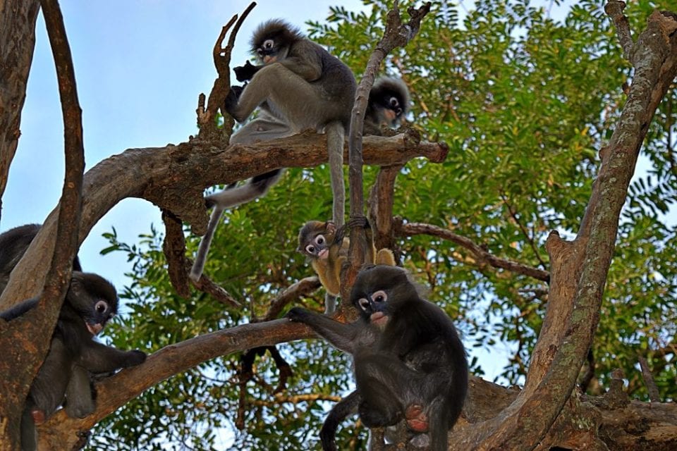 Baby monkeys at the base