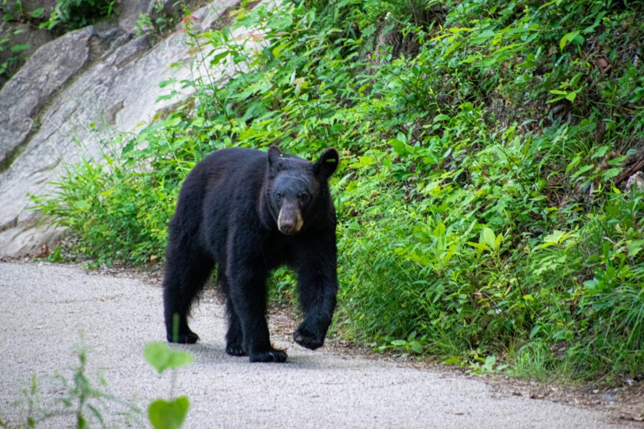 bear on Laurel Falls Trail