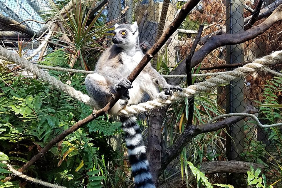 Lemur in the Madagascar Exhibit