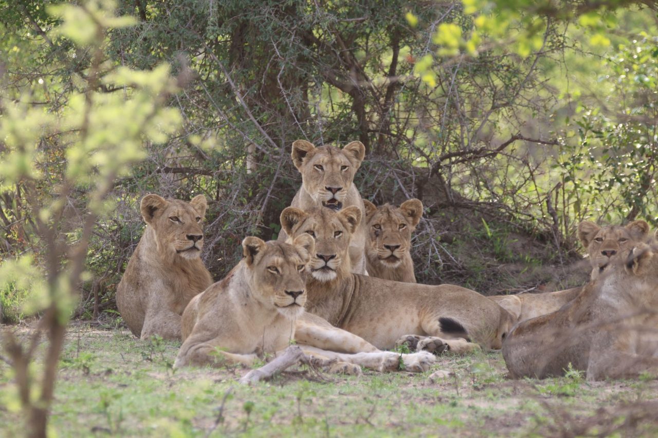 Lionesses 