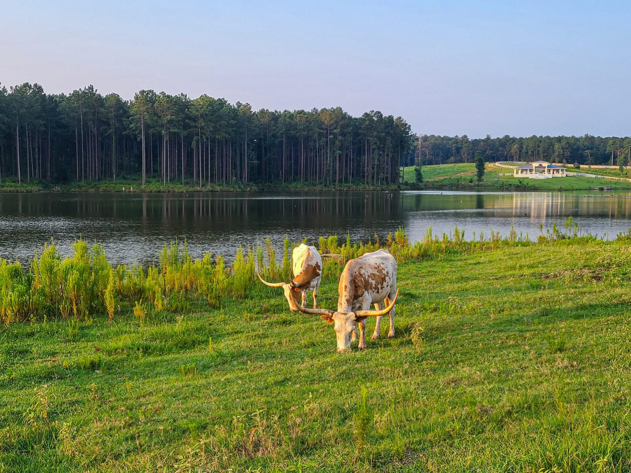 Longleaf Trace Trail Ride- cattle at farm