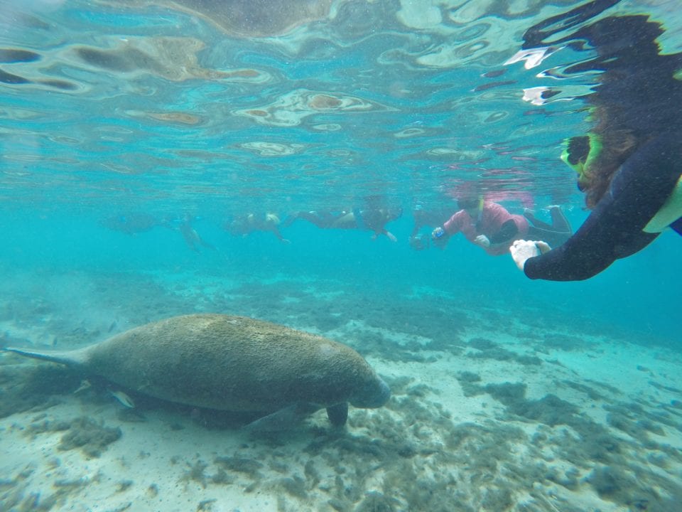 Manatee in Crystal River
