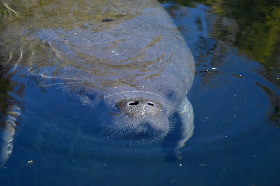 Manatee nose poking out of the Silver River