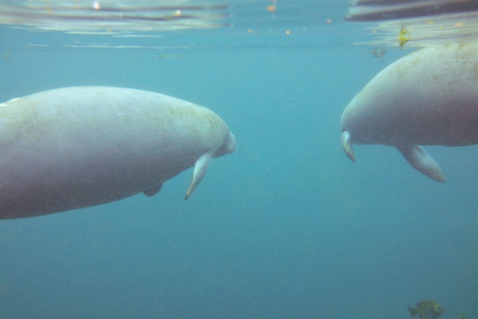 Manatees swimming side by side 