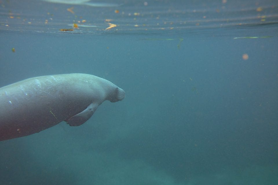Manatee underwater at the Silver River