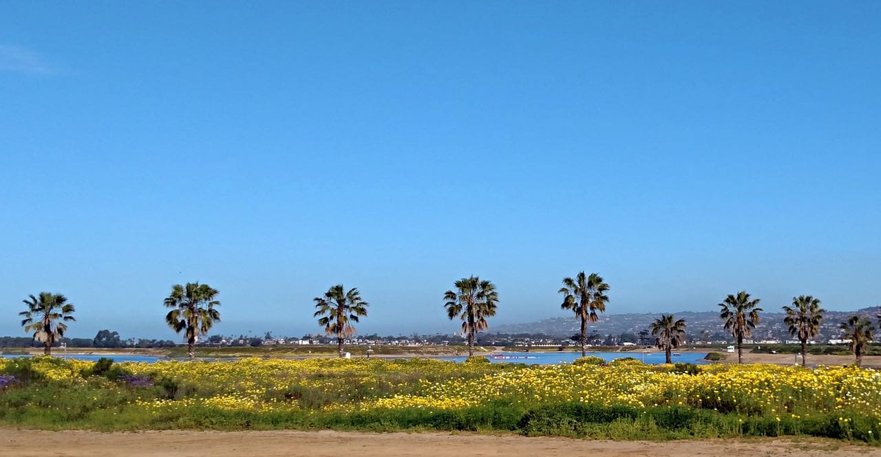 Wildflowers in Mission Bay Park