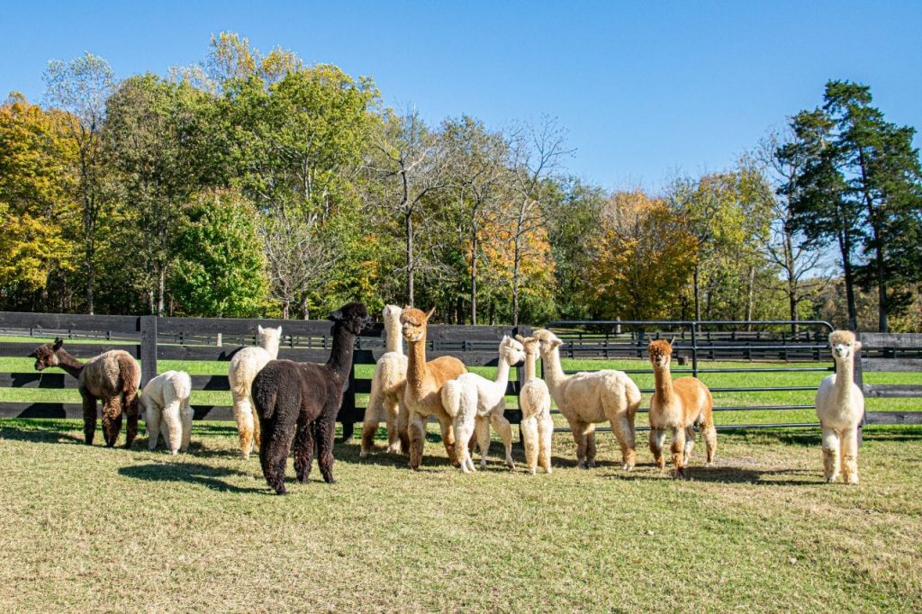 Group of Mistletoe-Farms-Alpacas
