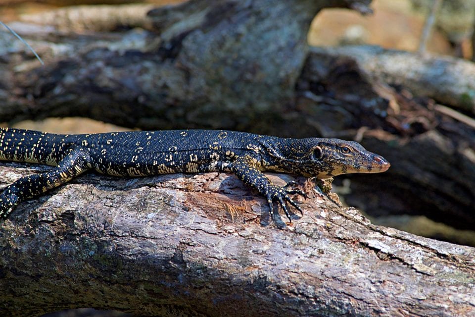 Monitor Lizard on a River Tour in Hikkaduwa Sri Lanka