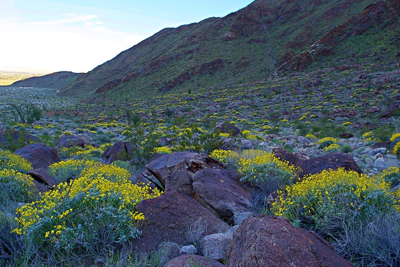 carpet of wildflowers in Palm Canyon