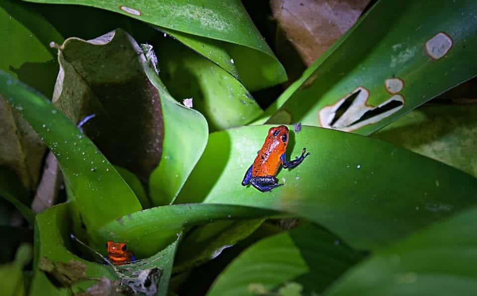 Poison Dart Frog on Costa Rica Night Hike