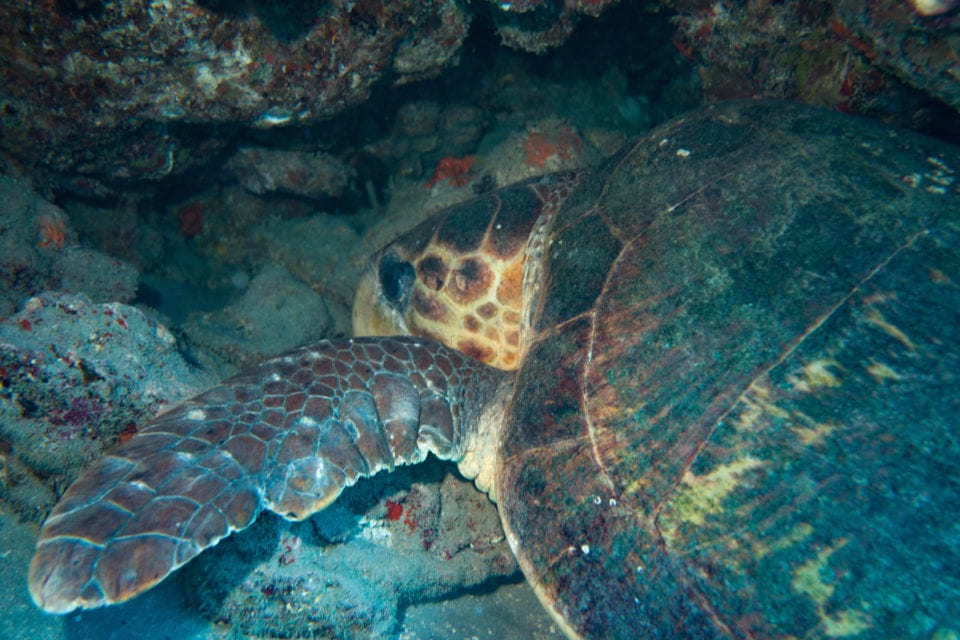 Turtle hiding out at the Trench Dive Site, West Palm Beach Fl