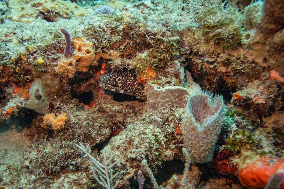 Moray Eel seen scuba diving