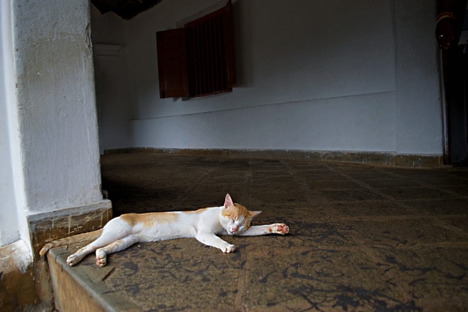 Reclining cat outside Dambulla Cave Temple