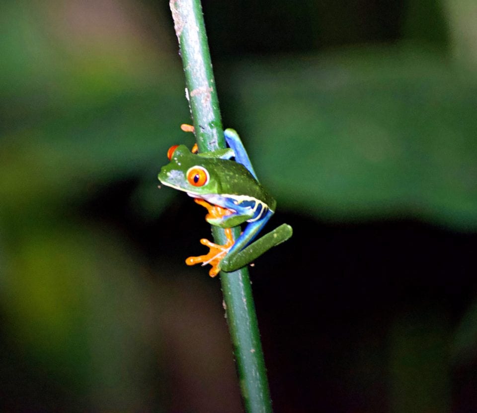 Red Eyed Tree Frog on night jungle hike