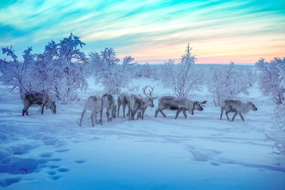 Reindeer at Sami Homestay via Alice Ford