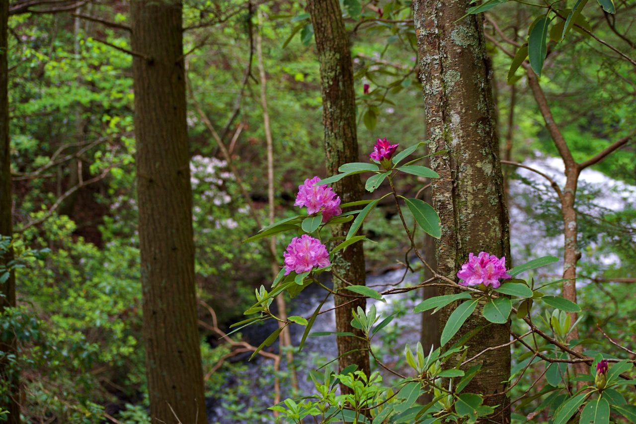 Bokeh photography of rhododendrons in the foreground with Sitton Creek in the background