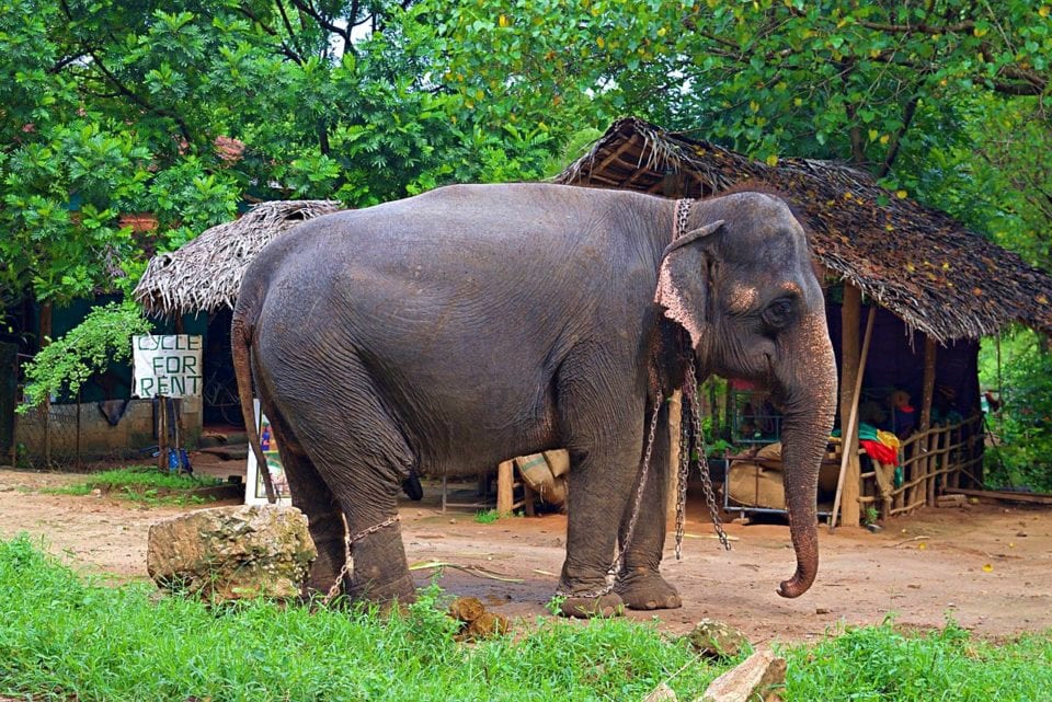 Sad Sri Lankan Elephant in Chains