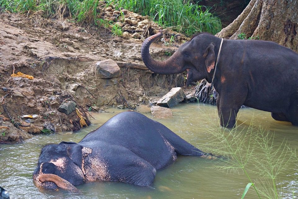 Sad Sri Lankan Elephant