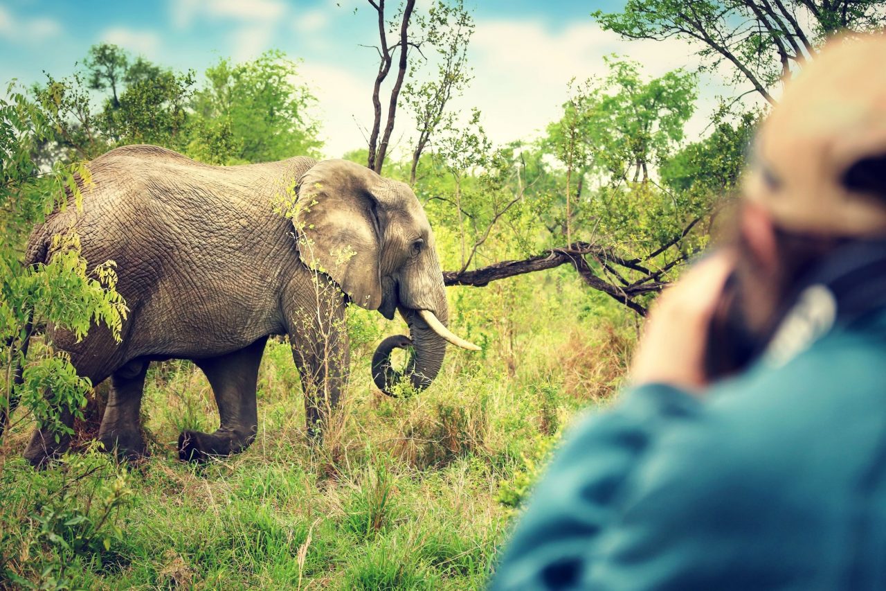 Safari photographer and elephant 