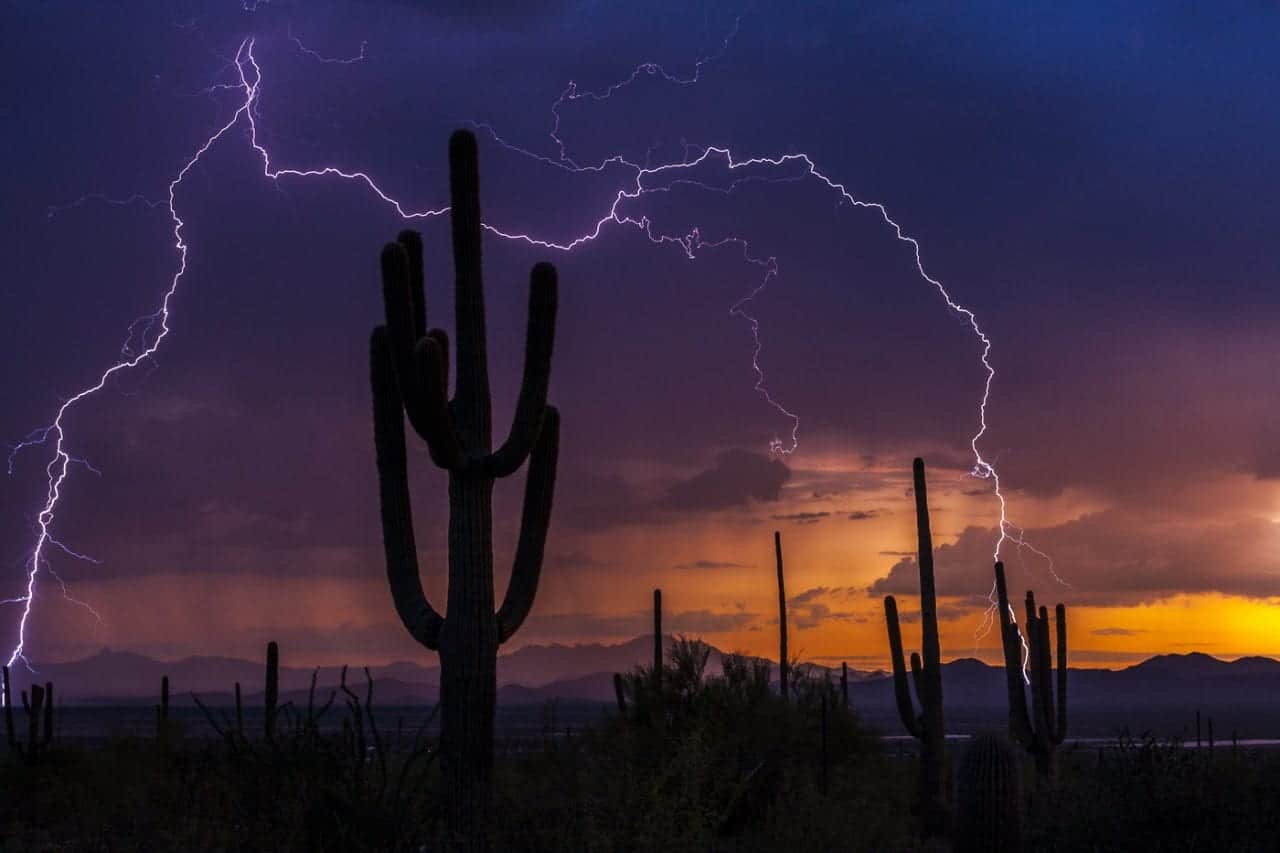 Saguaros in Lightning Storm via Pete Gregoire