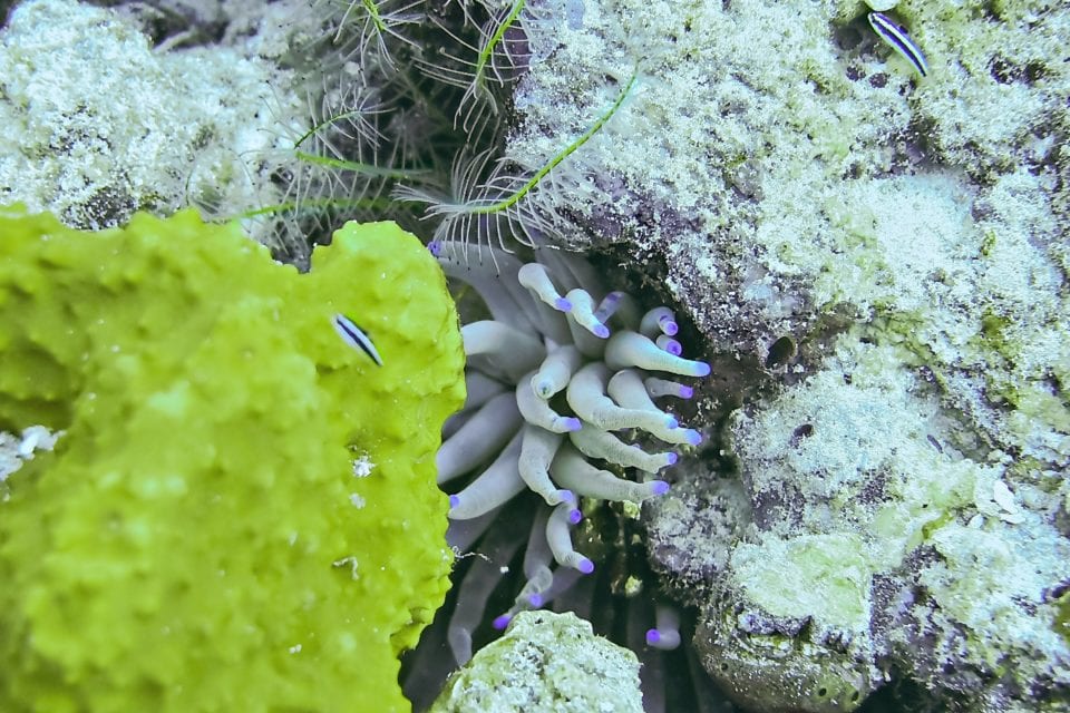 Sea Anemone on a coral reef