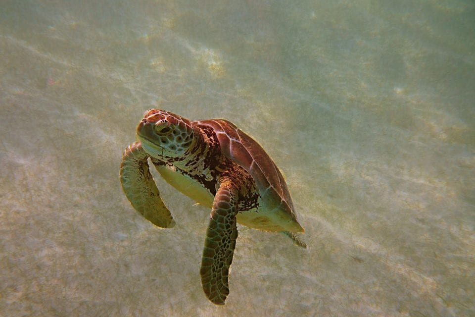 Sea Turtle swimming for air Akumal Bay - use reef safe sunscreen for this guy