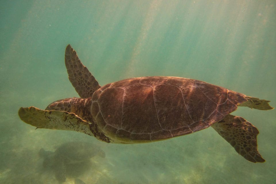 Sea Turtle swimming Akumal Beach