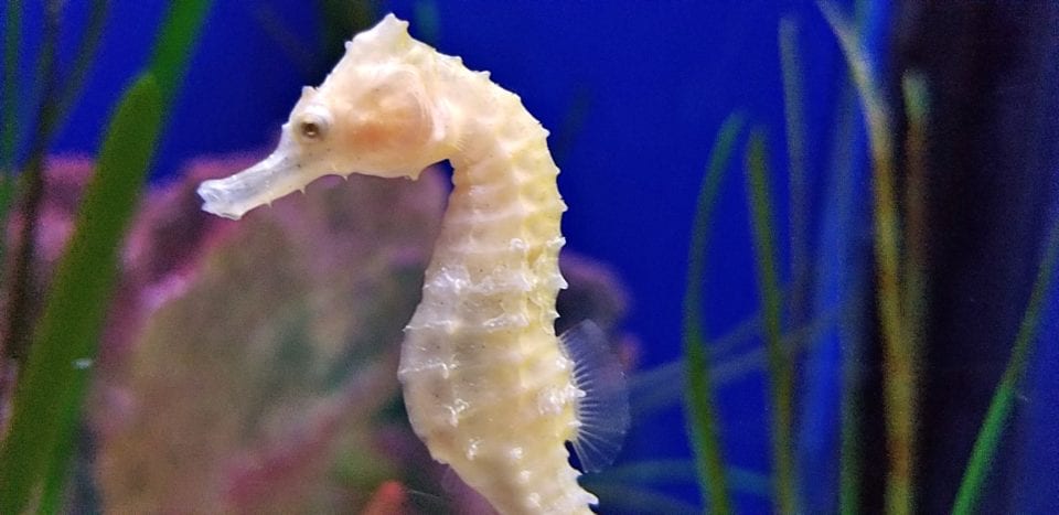 Seahorse close-up Florida Aquarium