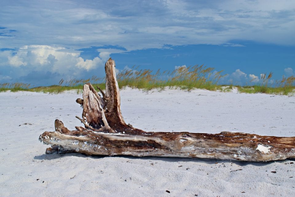 *Shell Island driftwood 4