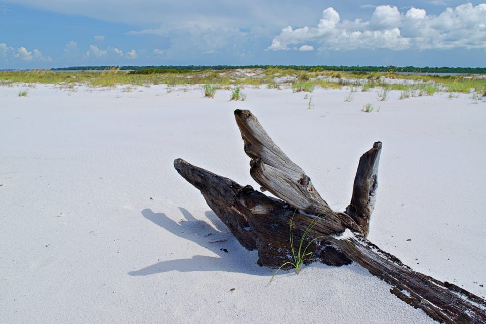 *Shell Island driftwood 6
